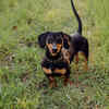 Dachshund dog standing in a field