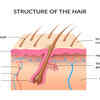 Structure of the Hair Follicle