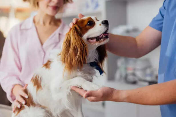 dogs routine checkup