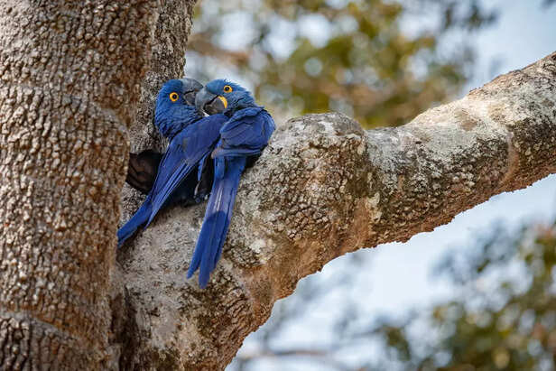 Hyacinth Macaw in South American Rainforest
