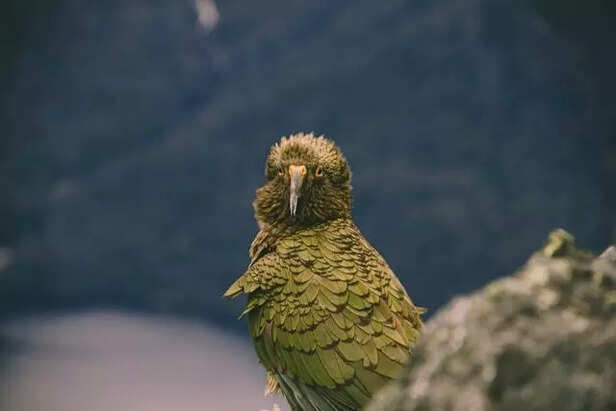 Endangered Kakapo in New Zealand