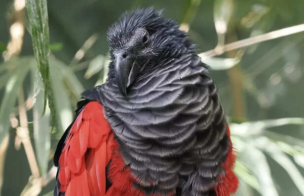Dracula Parrot in New Guinea Rainforest