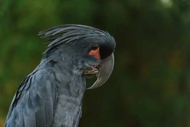 Palm Cockatoo Drumming on a Tree