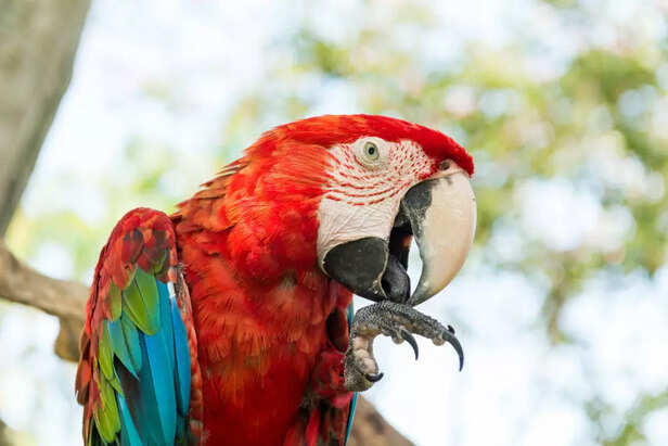 Wild Scarlet Macaws in the Amazon