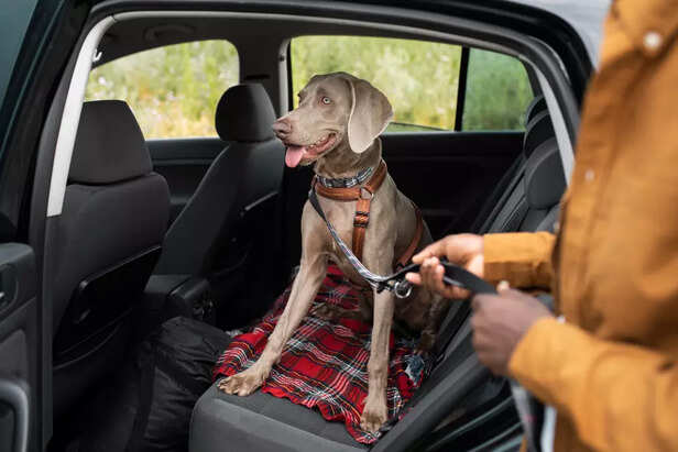 Dog Car Harness