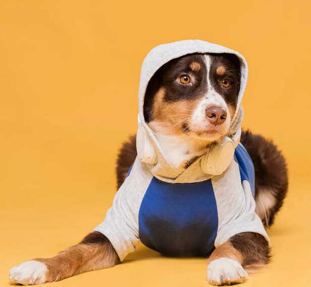 Cooling Pet Vest