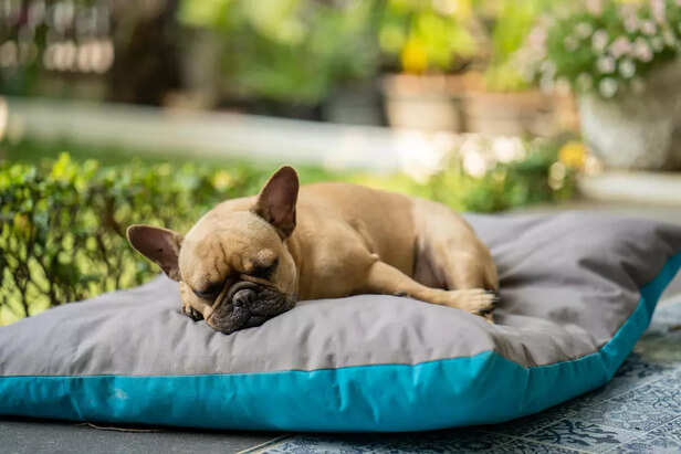 Pet Travel Bed