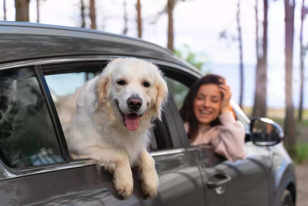 Pet Friendly Travel