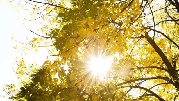 Sunlight boosts alertness