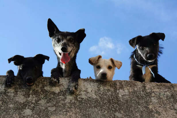Indie dogs