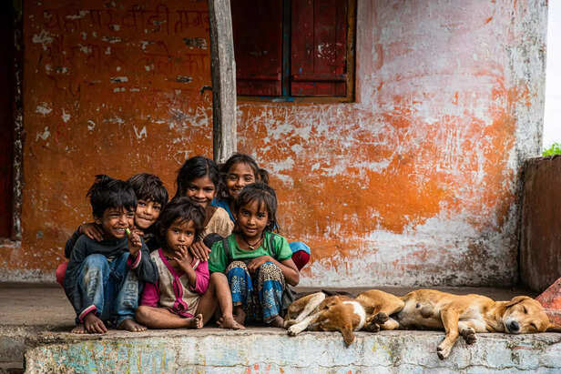 Street dogs
