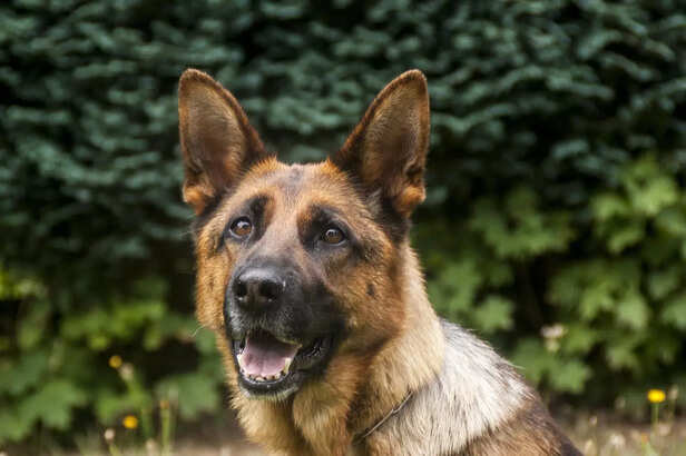 Loyal street dogs