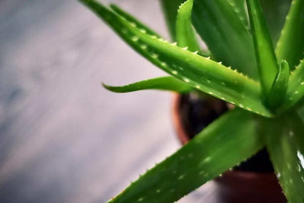 Aloe Vera Known For Its Coolness