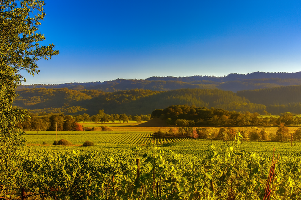 Wine trails