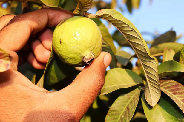 Choose guava wisely