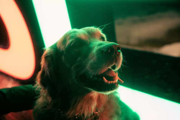 Songs in India That Make Pets Happy