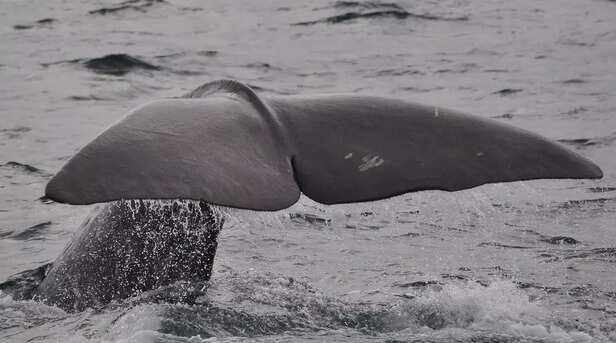 Sperm whales