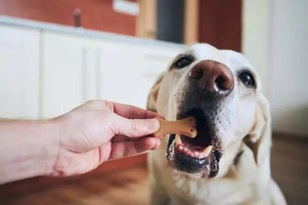 dog with treat