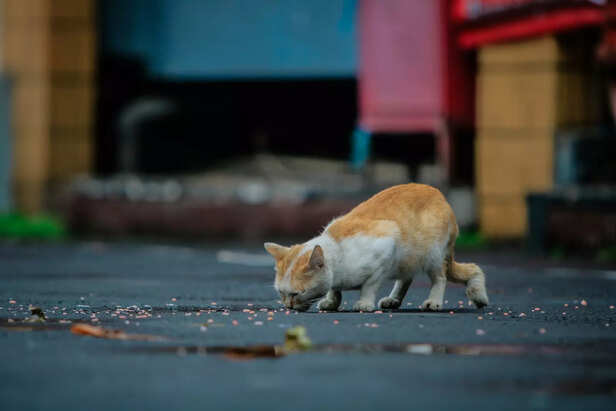 Cat food