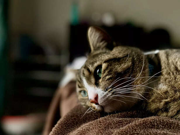 Toxic foods for your pets