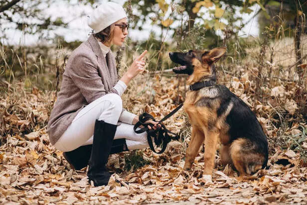 german shepherd and girl