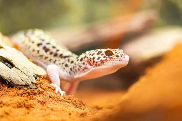 cute gecko