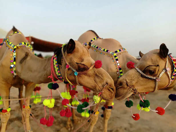 Camel Charm at Rann Utsav