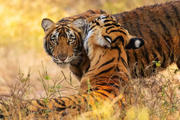 Two Tigers