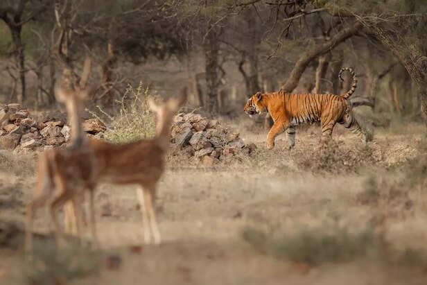 Indian Tiger Reserve Center