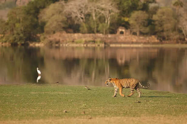 Indian Tiger Reserve Center