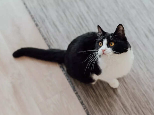 Cat sitting on floor