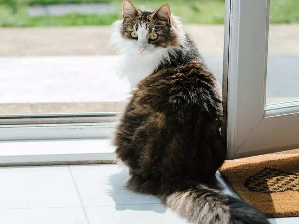 A cat looking back