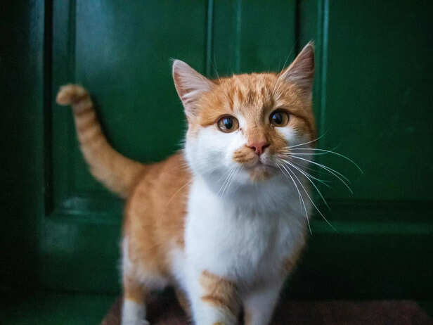 Kitten