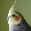 a cute cocktaiel