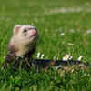 ferret