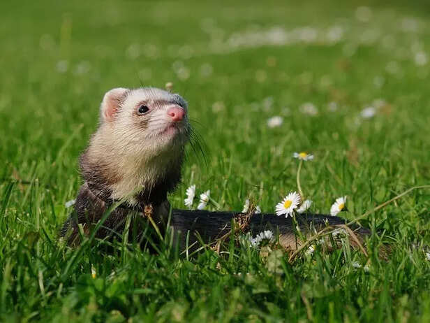 ferret