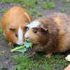 guinea-pig