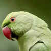 parrot