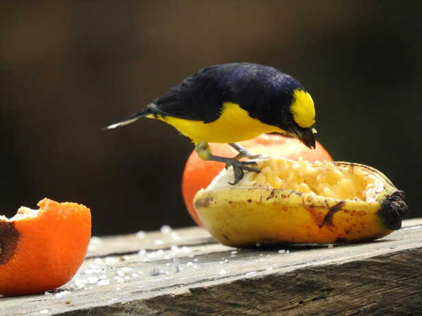Birds Bring Blessings