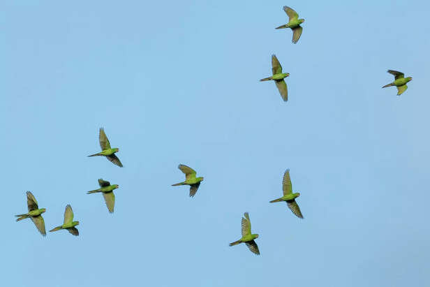 When birds thrive, our hearts feel lighter.