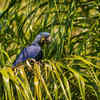 Hyacinth Macaw