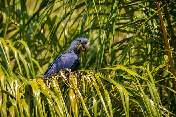 Hyacinth Macaw