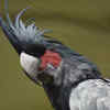 Rare Exotic Parrot with Striking Features