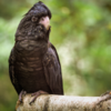 Black Palm Cockatoo