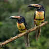 Vibrantly Coloured Toucan with Bold Features