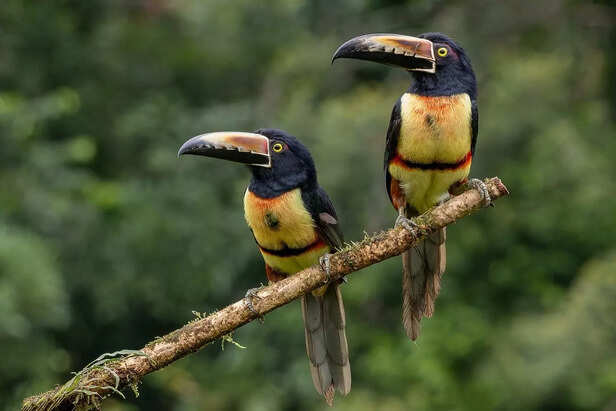Vibrantly Coloured Toucan with Bold Features