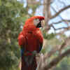 Scarlet Macaw, A Vibrant Parrot with Majestic Plumage