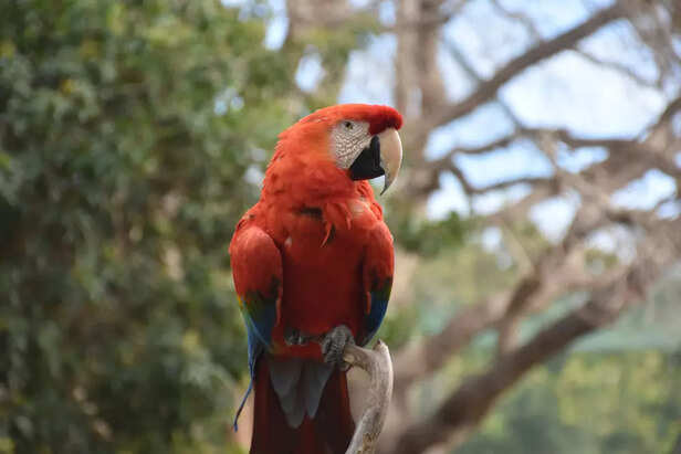 Scarlet Macaw, A Vibrant Parrot with Majestic Plumage