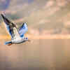 The Majestic Seagull in Flight