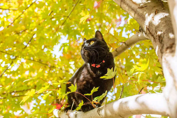 Cat climbed on a tree